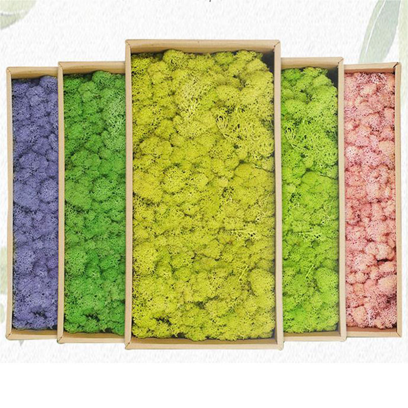 20 g künstliche grüne Moospfla – Sphagnum Moss Dry Bewertung und Preis