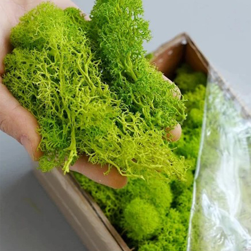 20 g künstliche grüne Moospfla – Sphagnum Moss Dry Bewertung und Preis